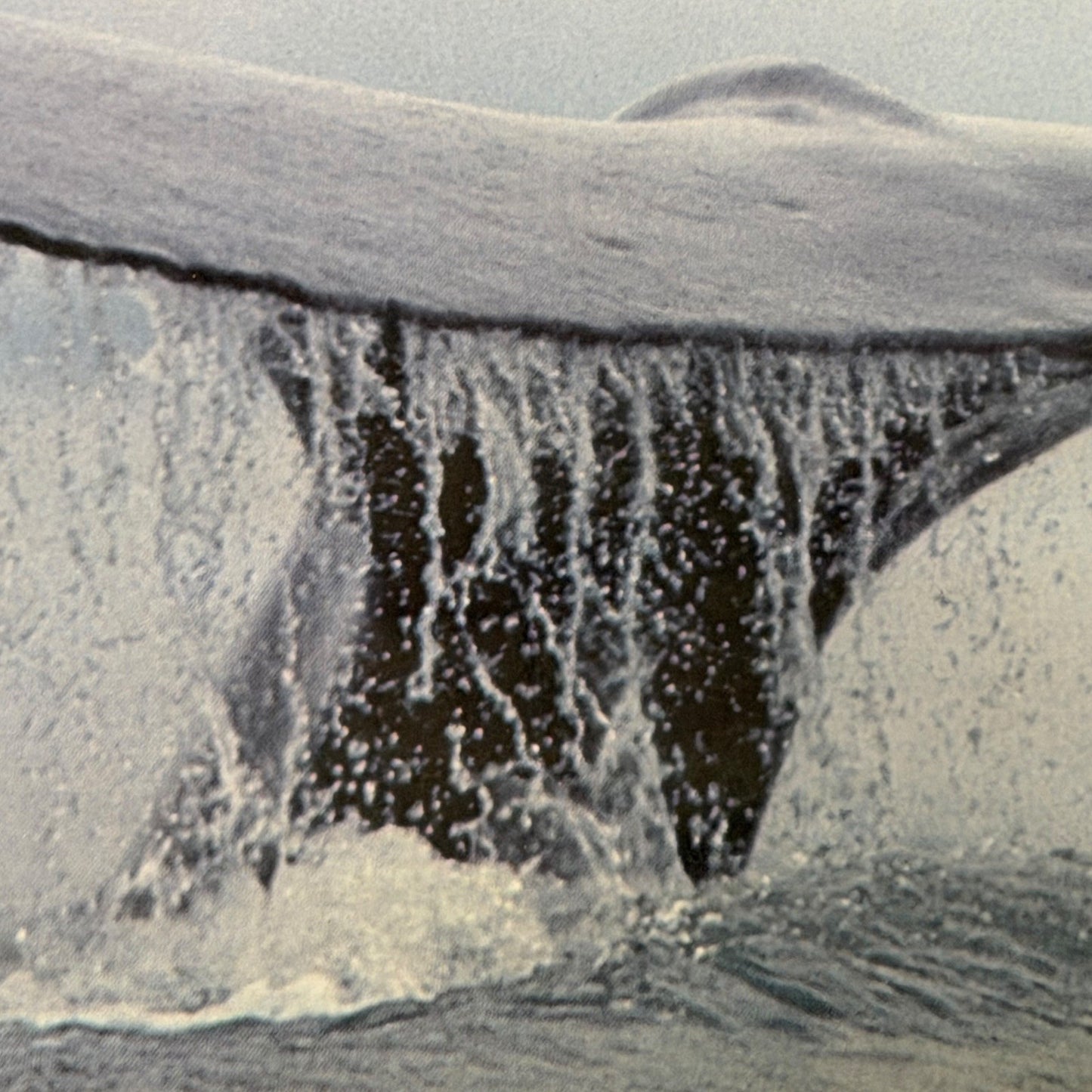 Framed Whale Tail Art Print Ted Sherman Photographer Tom Bean Quote 19 x 15