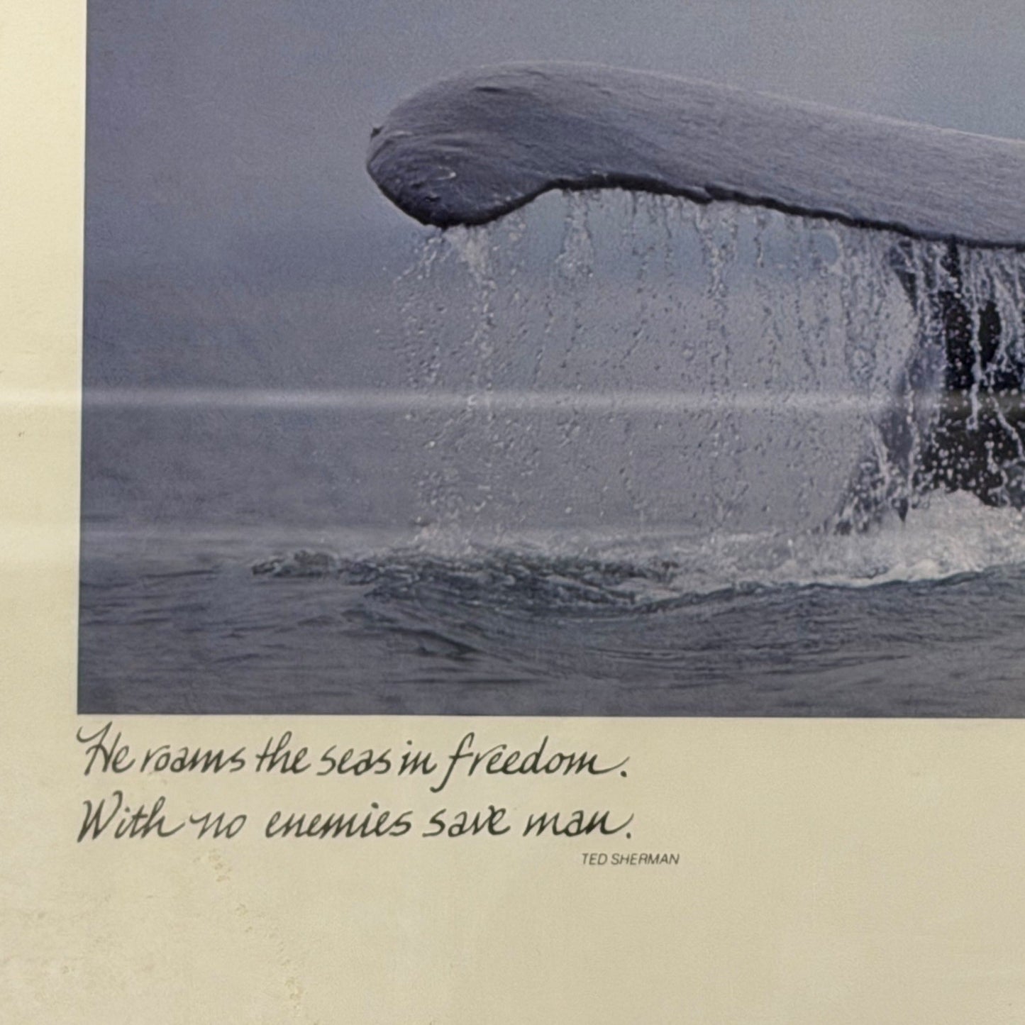 Framed Whale Tail Art Print Ted Sherman Photographer Tom Bean Quote 19 x 15