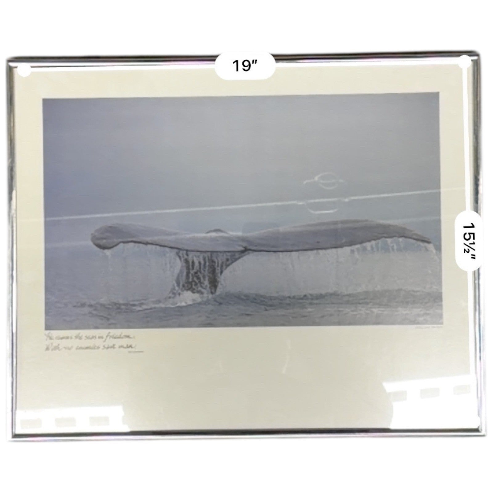 Framed Whale Tail Art Print Ted Sherman Photographer Tom Bean Quote 19 x 15